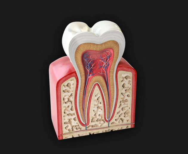 Cross-section diagram of tooth anatomy showing crown, pulp, and root structure for dental education.